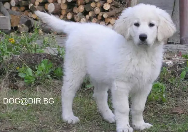 бяла ОВЧАРКА Словашки Чувач много подходящ за семейно куче