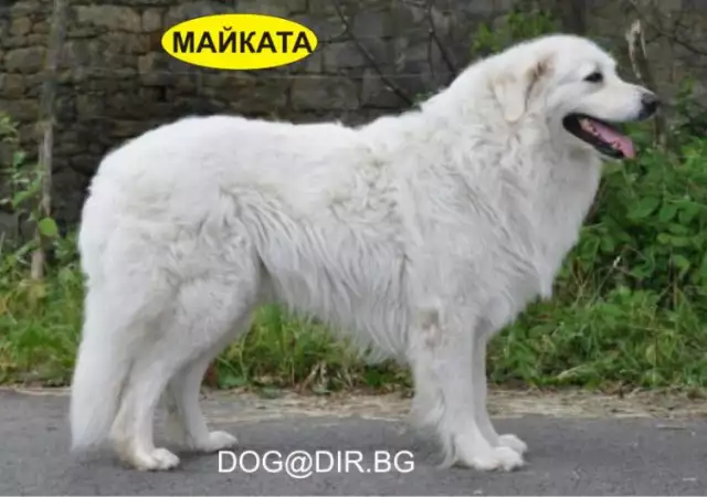 5. Снимка на бяла ОВЧАРКА Словашки Чувач много подходящ за семейно куче