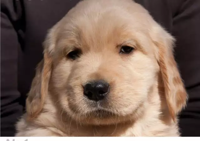 1. Снимка на Голдън Ретривър, Златист цвят развъдник продава кученца