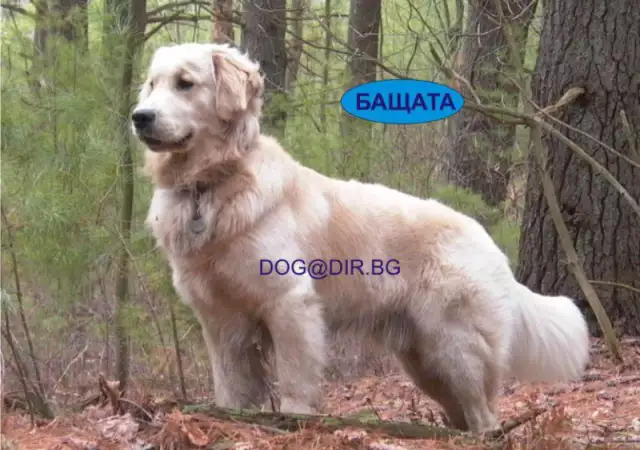 5. Снимка на Голдън Ретривър, Златист цвят развъдник продава кученца