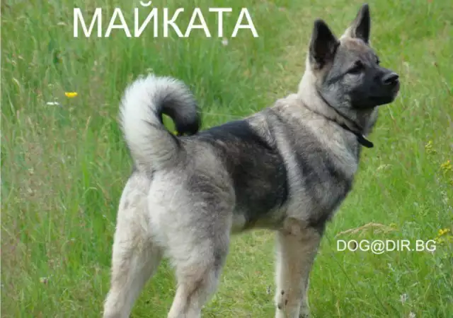EСКИМОСКО Гренландско куче - ЛОВНА порода кучета, използвана