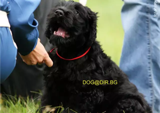 3. Снимка на KГБ Териер РУСКИ черен ТЕРИЕР е смело и наблюдателно куче