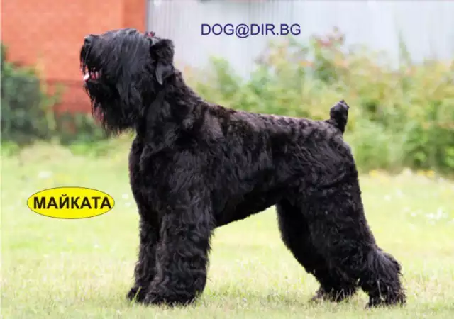 5. Снимка на KГБ Териер РУСКИ черен ТЕРИЕР е смело и наблюдателно куче