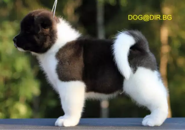 2. Снимка на Американска АКИТА рядко срещана порода, най - преданите кучет