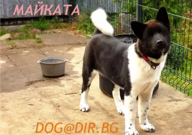 5. Снимка на Американска АКИТА рядко срещана порода, най - преданите кучет