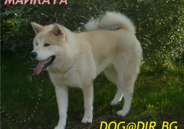 5. Снимка на Японска АКИТА ИНУ най - преданата порода кучета, рядко срещан