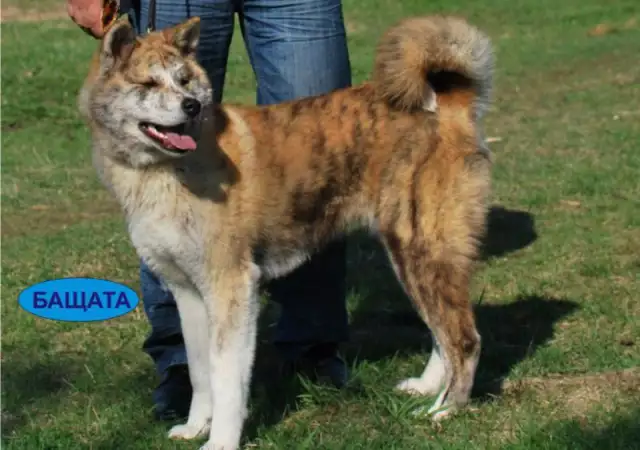 4. Снимка на Японска АКИТА ИНУ най - преданата порода кучета, рядко срещан