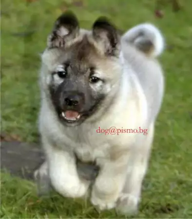 1. Снимка на EСКИМОСКО куче - Гренландско ЛОВНА порода кучета, използвана