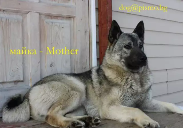 5. Снимка на EСКИМОСКО куче - Гренландско ЛОВНА порода кучета, използвана