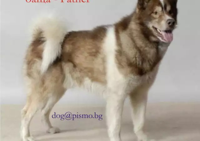 4. Снимка на EСКИМОСКО куче - Гренландско ЛОВНА порода кучета, използвана