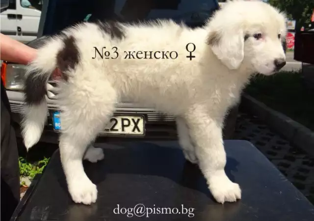 КАРАКАЧАНКА Българско Овчарско Куче с най - високо качество