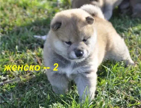 2. Снимка на МИНИ Японска ШИБА ИНУ най - преданата порода кучета