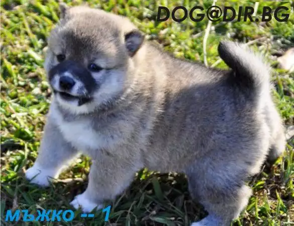1. Снимка на МИНИ Японска ШИБА ИНУ най - преданата порода кучета