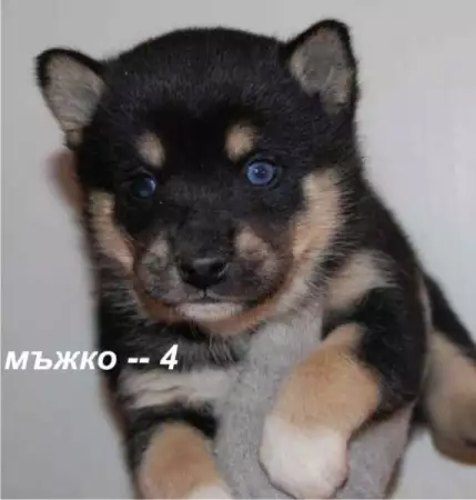 3. Снимка на МИНИ Японска ШИБА ИНУ най - преданата порода кучета