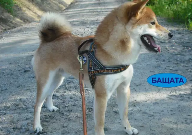 5. Снимка на МИНИ Японска ШИБА ИНУ най - преданата порода кучета