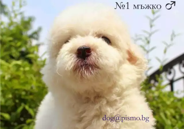 ВИП Пуделчета тип - Мини с РОДОСЛОВИЕ, кученце с цвят WHIT