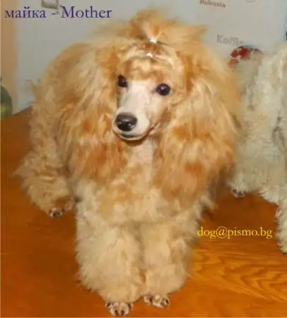 3. Снимка на ВИП Пуделчета тип - Мини с РОДОСЛОВИЕ, кученце с цвят WHIT