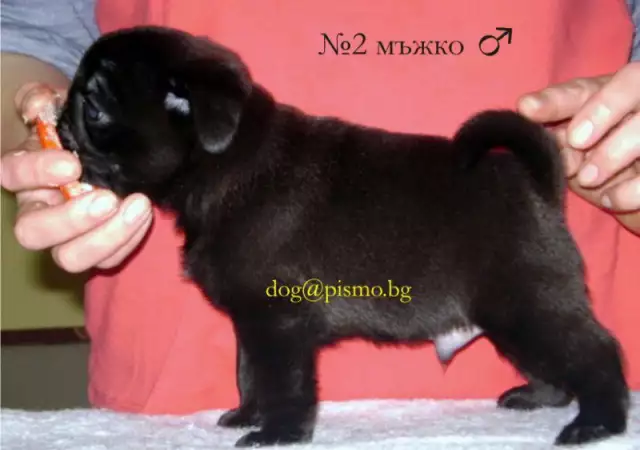 2. Снимка на черен МОПС рядко срещана окраска продавам малки кученца