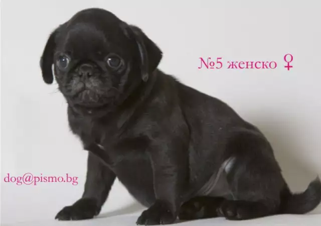 4. Снимка на черен МОПС рядко срещана окраска продавам малки кученца