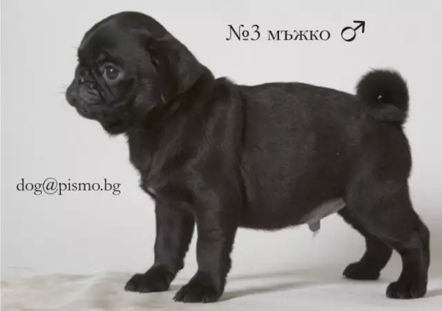 3. Снимка на черен МОПС рядко срещана окраска продавам малки кученца