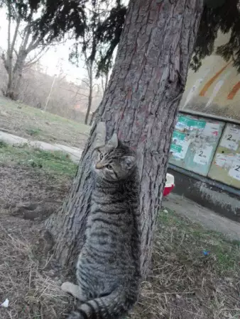1. Снимка на Котето Грей си търси дом