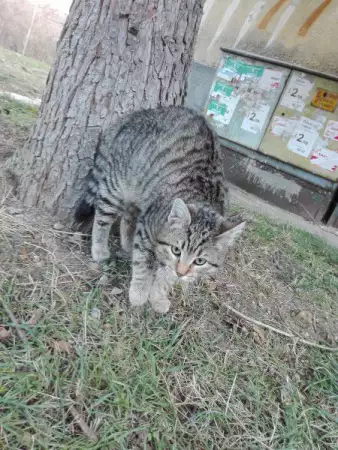 3. Снимка на Котето Грей си търси дом