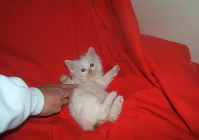 Турска АНГОРСКА котка единствена порода която не се скуби