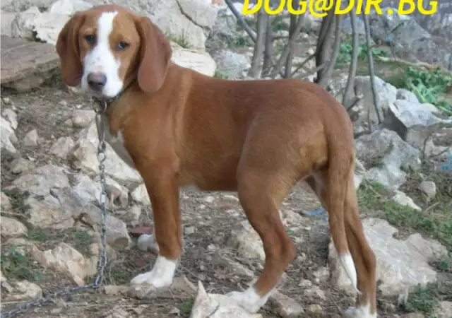 2. Снимка на ловно Гонче ПОСАВСКО двуцветно - развъдник продава кученца ВН