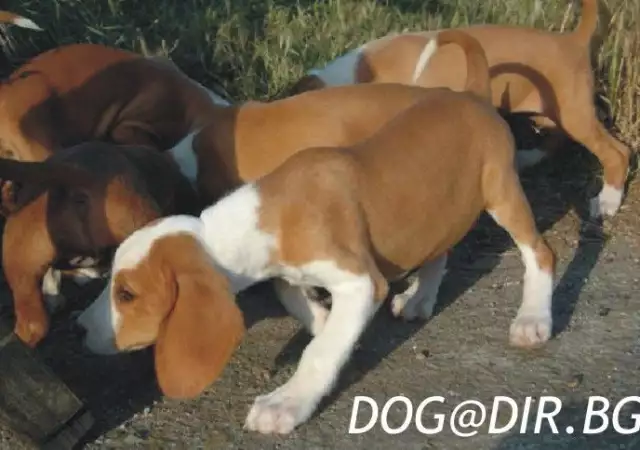 3. Снимка на ловно Гонче ПОСАВСКО двуцветно - развъдник продава кученца ВН