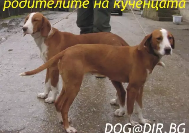 4. Снимка на ловно Гонче ПОСАВСКО двуцветно - развъдник продава кученца ВН