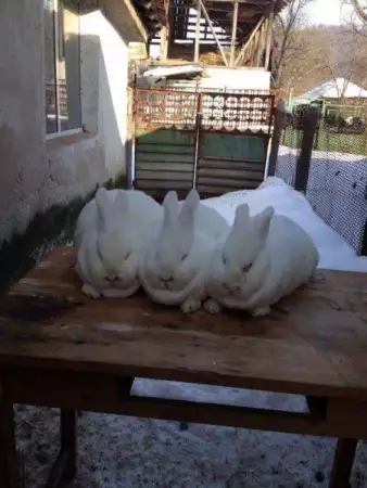Новозенладски зайци