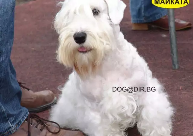 1. Снимка на Миниатюрен Чехски Териер жизнена и издръжлива порода куче