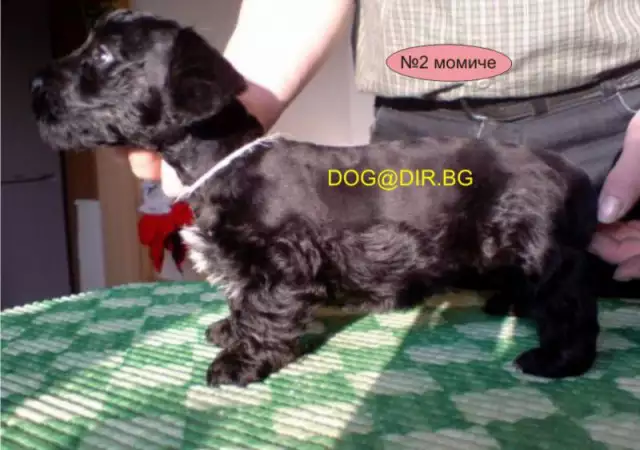 4. Снимка на Миниатюрен Чехски Териер жизнена и издръжлива порода куче