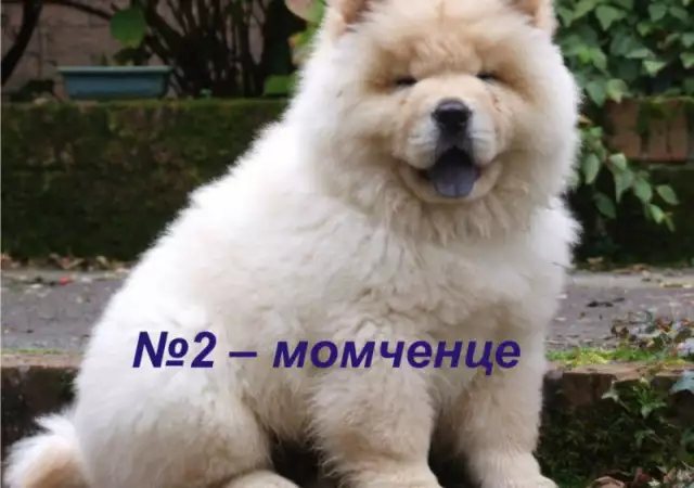2. Снимка на БЯЛ цвят ЧАУ ЧАУ за 550лв - развъдник продава кученца ВНОС