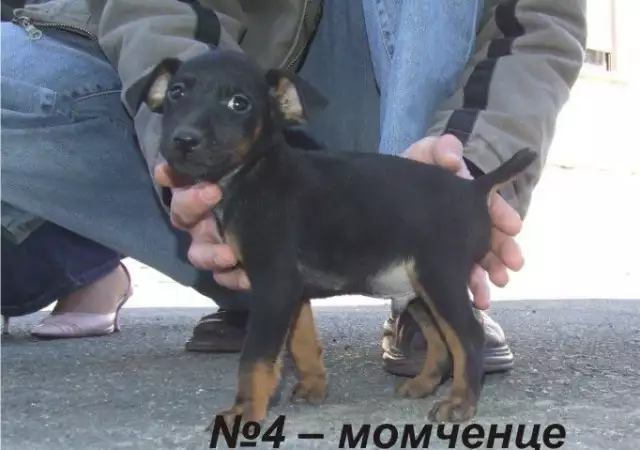 4. Снимка на всестранно ловно куче ЯГДТЕРИЕР безстрашно куче със здрава