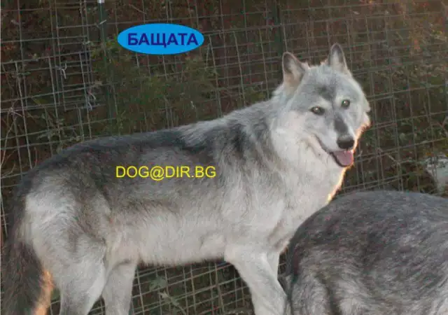 3. Снимка на хибрид за лов ВЪЛК с куче ЛАЙКА баща ВЪЛК и майка Руска Лай