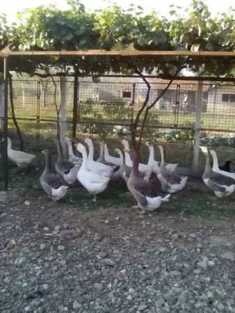 2. Снимка на Продавам лебедови гъски