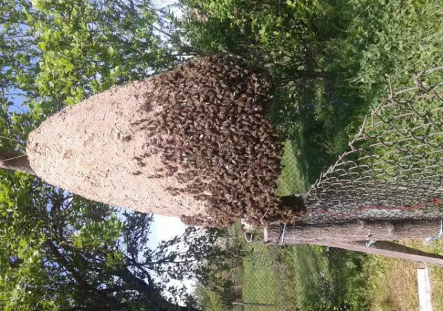 1. Снимка на ПРОДАВАМ пчелни семейства в тръвни 20.БР