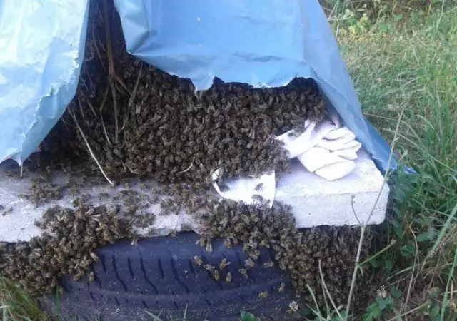 2. Снимка на ПРОДАВАМ пчелни семейства в тръвни 20.БР