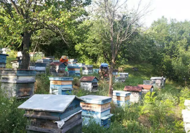 1. Снимка на Продавам пчелни семейства с кошери