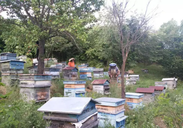 2. Снимка на Продавам пчелни семейства с кошери