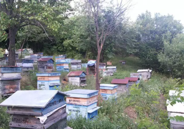 Продавам пчелни семейства с кошери