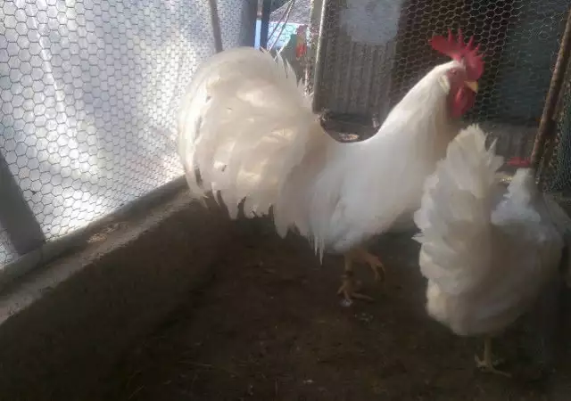 4. Снимка на Продавам пилета и яйца от Бял Легхорн - Американски стандрт