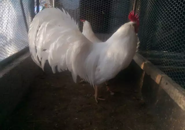 5. Снимка на Продавам пилета и яйца от Бял Легхорн - Американски стандрт