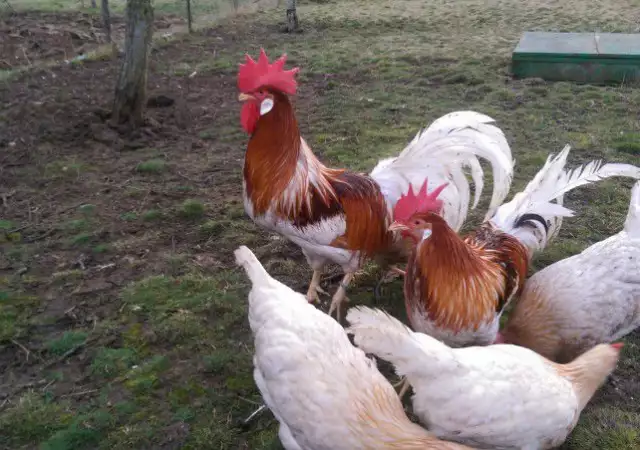5. Снимка на Продавам пилета и яйца от Бял - яребичи Легхорн