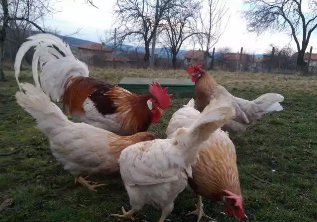 6. Снимка на Продавам пилета и яйца от Бял - яребичи Легхорн