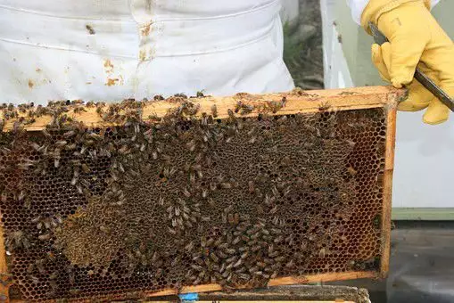 6. Снимка на Продавам кошери с пчели, пчелен мед и восък