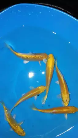 Риби за декоративно езеро