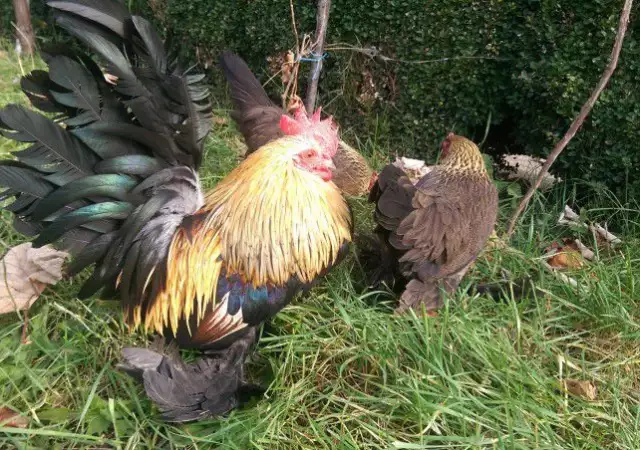 1. Снимка на Продавам пилета и яйца от породата Холандска гащата кокошка