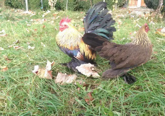 2. Снимка на Продавам пилета и яйца от породата Холандска гащата кокошка